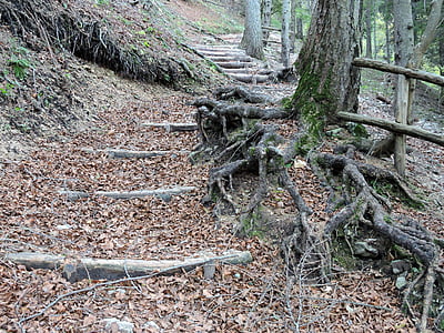 schodisko, Forest, korene, drevo, kroky, jeseň, listy