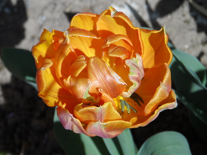 parrot tulip, tulip, filled, orange, bright, blossom, bloom