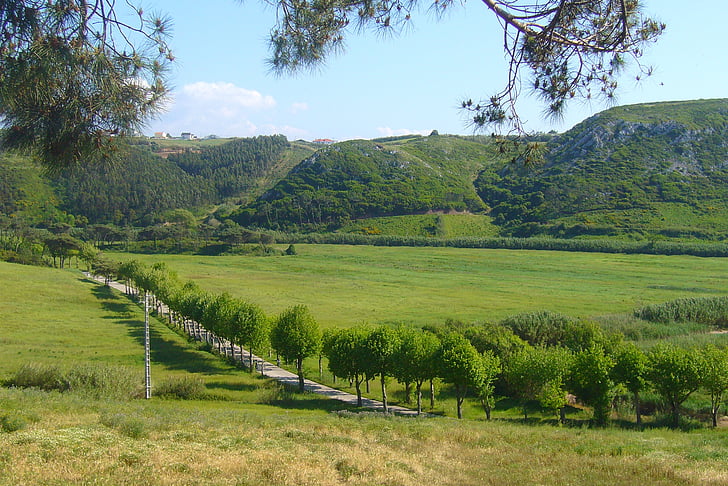 nature, landscape, trees, mountain
