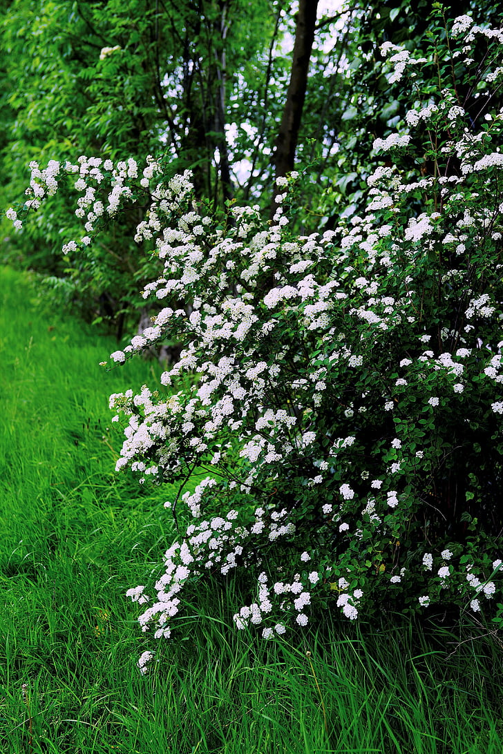 květiny, bílé květy, jaro, květ, Příroda, frühlingsanfang, blütenmeer