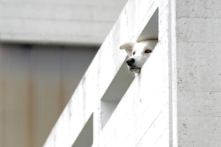 balkonas, lizdas, betono, gyvenamųjų namų plėtros, gyvūnų, šuo, 