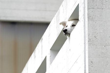 balkon, sleuf, beton, residentiële ontwikkeling, dier, hond, Outlook