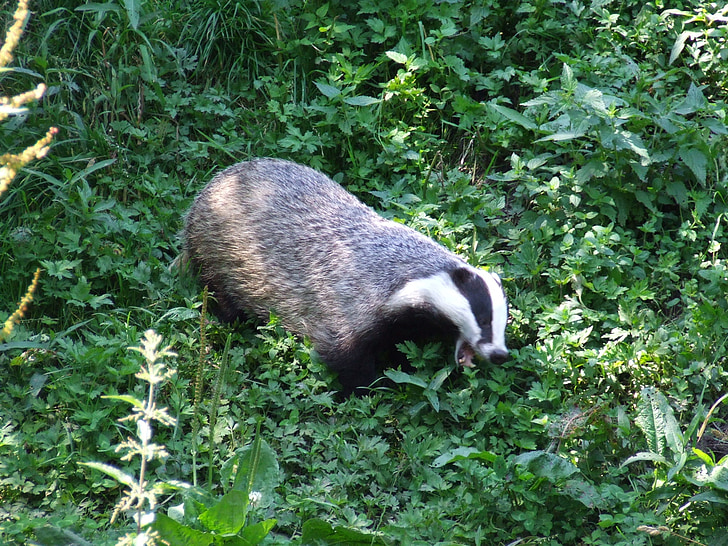 badger, animal, nature, forest, green, morning, mammal