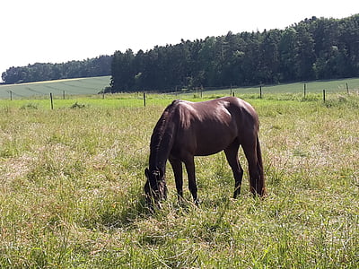 coupling, meadow, horse, field, forest, nature, mane