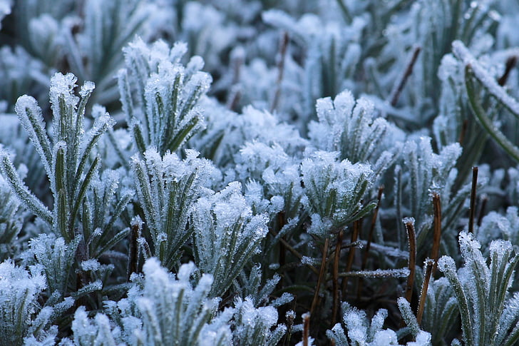 Frost, Luonto, kylmä, jäädytetty, talvi, Ice, kypsä