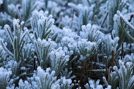 Frost, natuur, koude, bevroren, winter, ijs, rijp