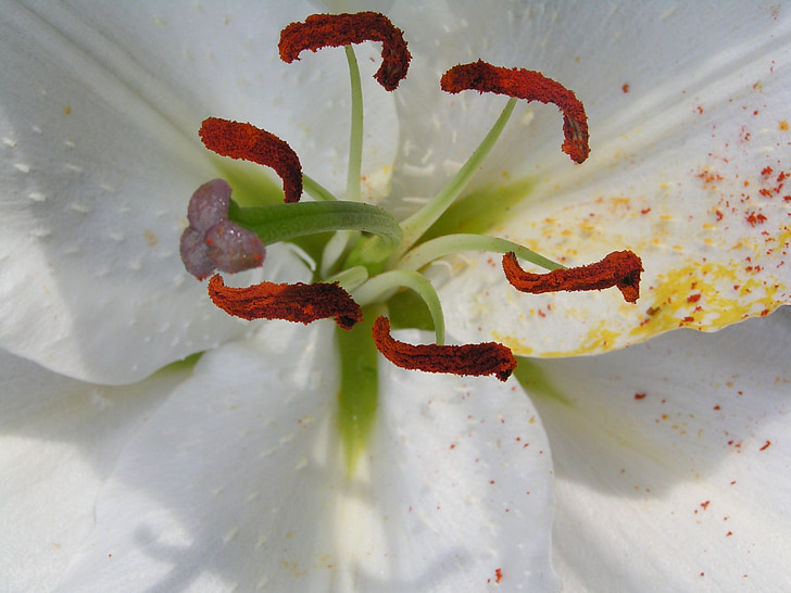 Lily, putik, makro, serbuk sari, bunga, alam