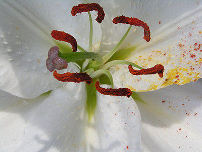 Lily, pistill, makro, pollen, blomma, naturen