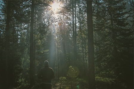 forest, nature, jogging, sun, rays, light, trees