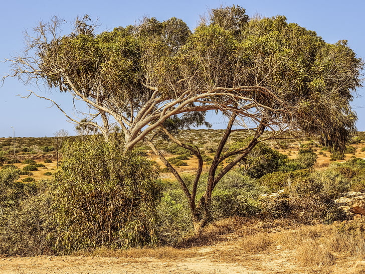 евкалипт, дърво, природата, лято, Cavo greko, Кипър, Африка