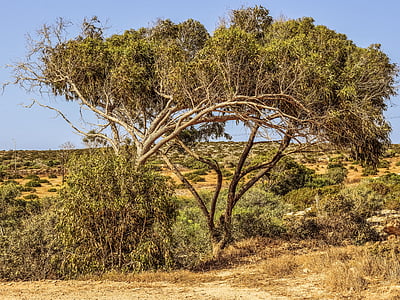eucalipto, albero, natura, estate, cavo greko, Cipro, Africa