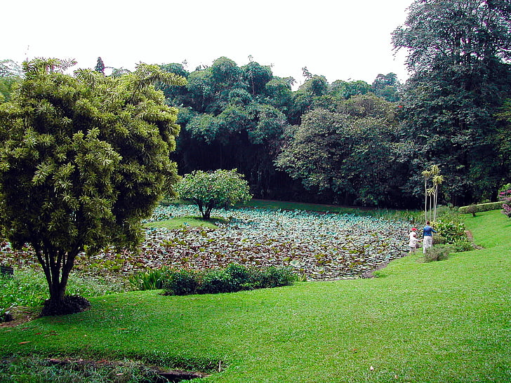 Sri lanka, jardin botanique, paysage, Lotus