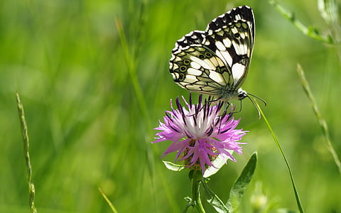papillon, Melanargia galathea, macro, nature, fleur, insecte, un animal