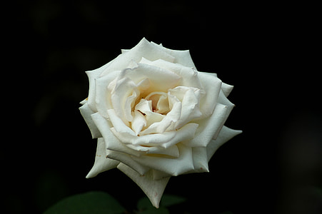 steg, blomster, hvid rose