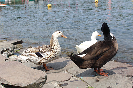 Duck barn, vand duck, ved flodbredden