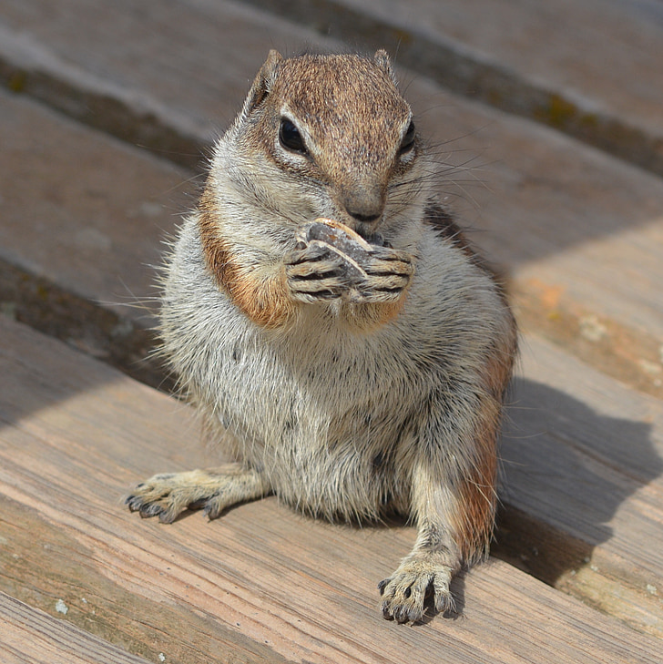 veverica, razlog veverica, majhna severnoameriška veverica, hrane, živali, Glodavci, srčkano