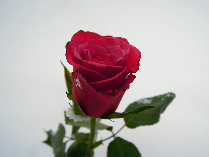 Троянда, червоний, квітка