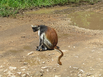 macaco, África, natureza