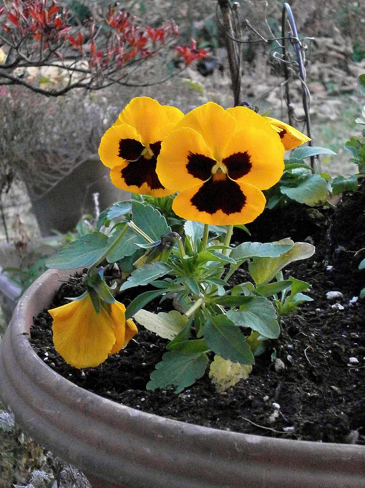 Pansy, žlté kvety, zimné kvety, Záhrada