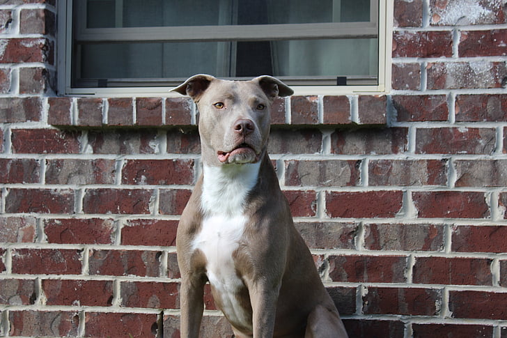 pit bull, strong, american, powerful, dog, pets, brick
