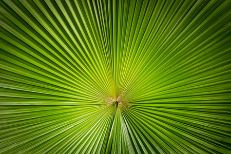 plant, natuur, symmetrie, lijnen, focus, Tuin, groen