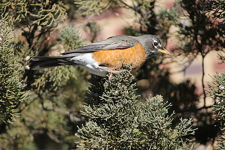 Turdus migratorius, amerikanischer robin, Tierwelt, Vogel, Songbird, Wild, Natur