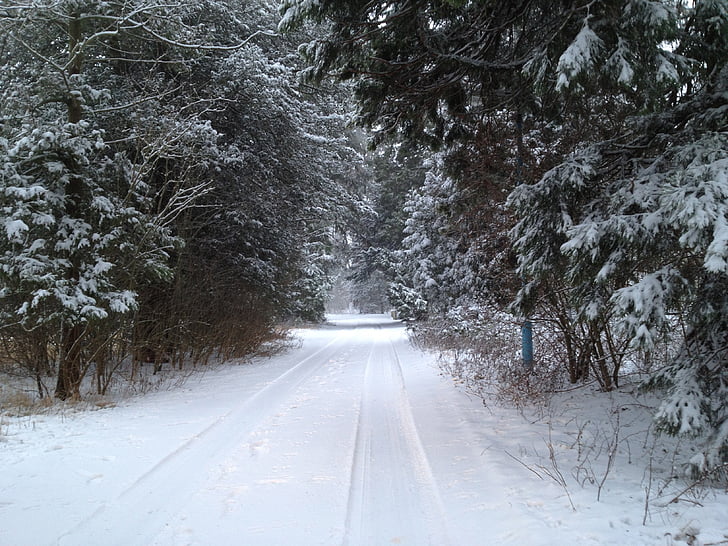 sneh, sledovať, stromy, Forrest, Winter stromov, Príroda