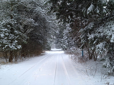 śnieg, śledzić, drzewa, Forrest, drzewek na zimę, Natura