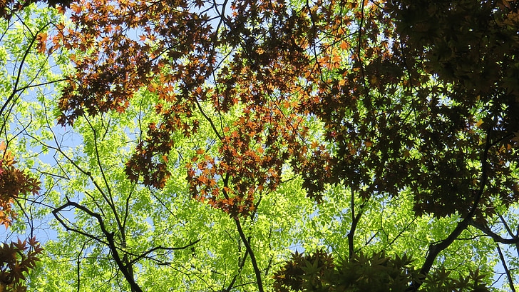 forest, sky, maple