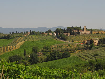 Tuscany, pertanian, winegrowing, zaitun, kebun anggur, anggur, alam