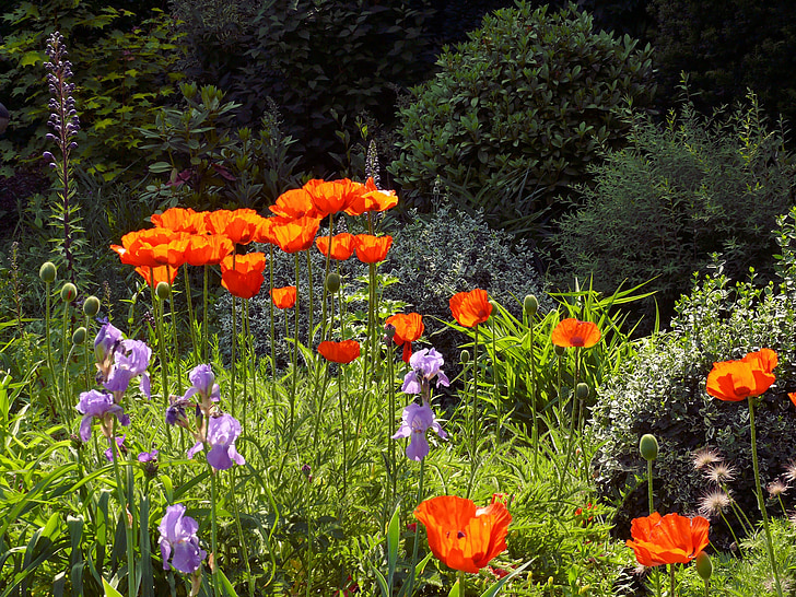 罂粟, 花, 春天, 橙色, 花园, 绽放, 自然