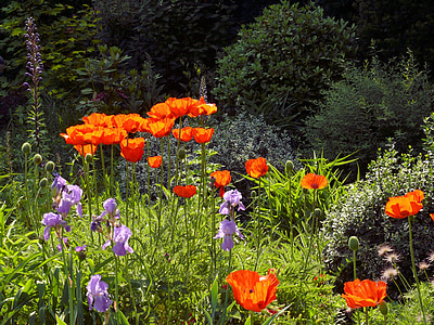 vallmo, blomma, våren, Orange, trädgård, Bloom, naturen