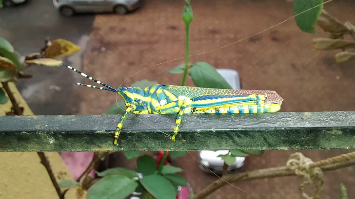 grasshopper, colour full grasshopper, insect, color, garden, nature