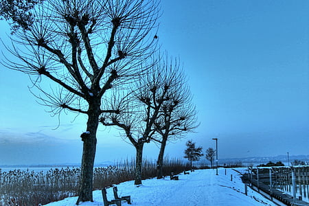 Боденское озеро, Брегенц, Зима, Порт, холодная природа, Вечер, Австрия