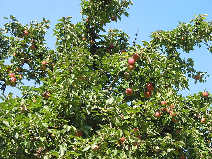 appelboom, kroon, fruit