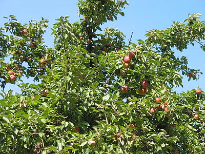 árbol de manzana, corona, fruta