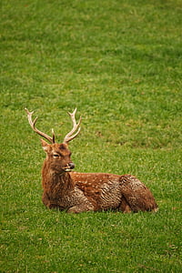 animal, antlers, background, brown, deer, field, grass