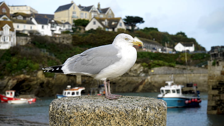 gull, bird, seagull, sea, white, nature, water
