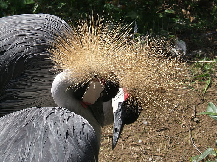 crowned cranes, bird, love, ali, volatile, feather, animal world