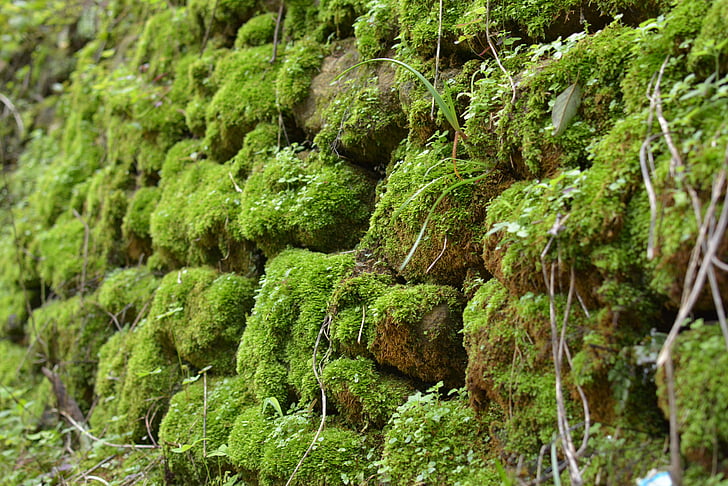 stone wall, moss, wall, texture, green, rock, nature