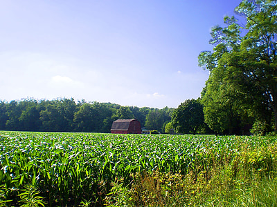 Trang trại, nông thôn, cornfield, Thiên nhiên, nông nghiệp, lĩnh vực, màu xanh lá cây