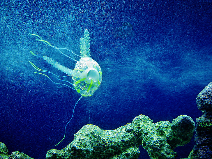 sứa, màu xanh, hồ cá, động vật, sinh vật, dưới nước, thủy