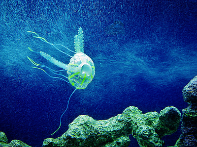 medusas, azul, acuario, animal, criatura, bajo el agua, Marina