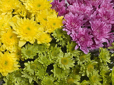 fiori, luminoso, giallo, viola, crisantemo, colori vivaci, fiori del giardino