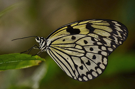 borboleta, animal, inseto, vida selvagem, voar, macro, asas