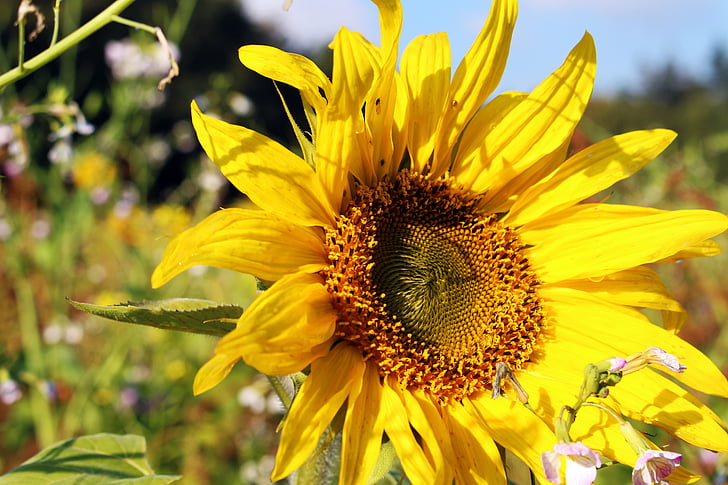 Ηλίανθος, ηλιέλαιο πεδίο, Κίτρινο, το καλοκαίρι, λουλούδια, άνθιση, φύση