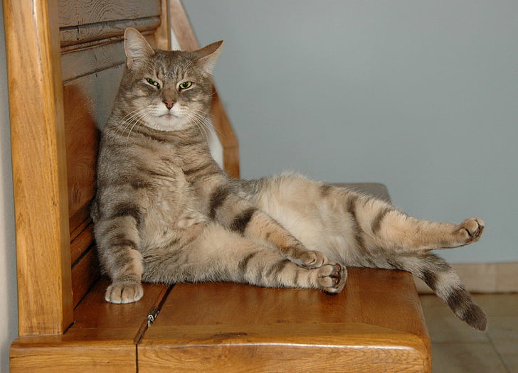 cat, sitting, wooden bench, feline, animal, tabby, domestic cat