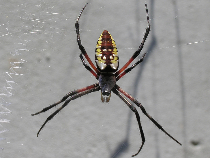 păianjen gradina galben, Web, macro, insectă, natura, panza de paianjen, prădător