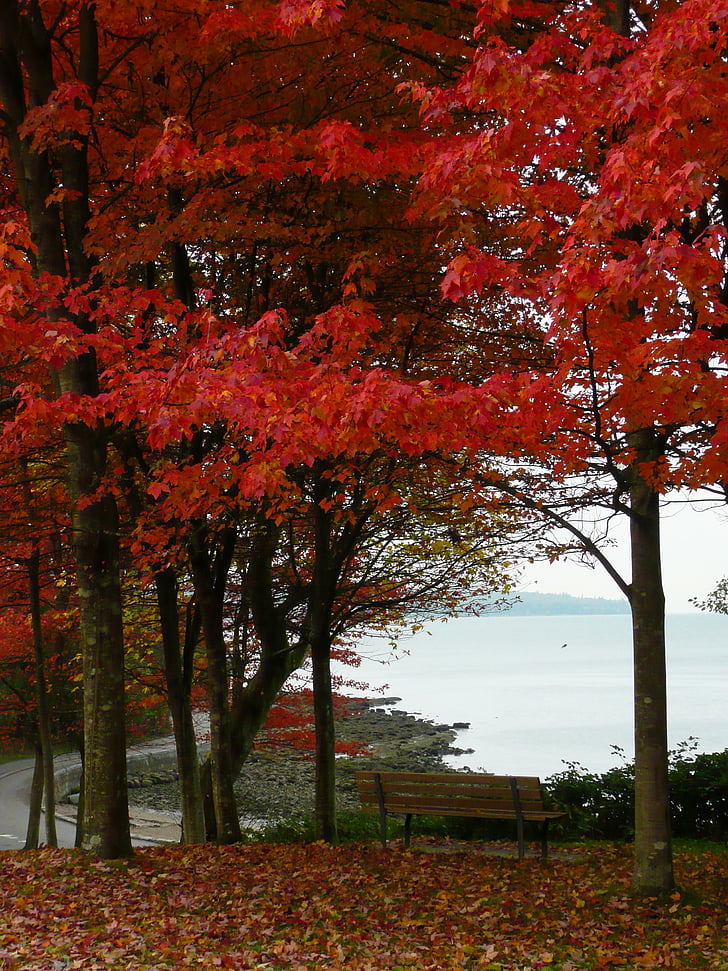 kļavas, koki, Stanley park, Vancouver, British columbia, Kanāda, rudens