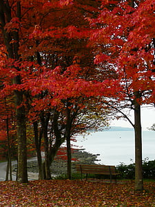 Клен, дерева, Стенлі парк, Ванкувер, Британська Колумбія, Канада, Осінь
